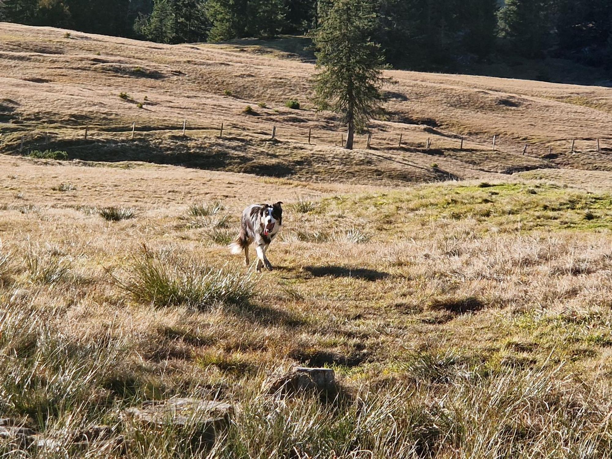 Kachelofenwohnung Pölzleitner Annaberg im Lammertal Exterior foto